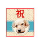保護犬卒業生ぷんぷんちゃんの日常スタンプ（個別スタンプ：29）