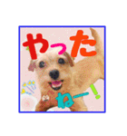 保護犬卒業生ぷんぷんちゃんの日常スタンプ（個別スタンプ：30）