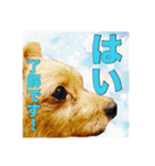 保護犬卒業生ぷんぷんちゃんの日常スタンプ（個別スタンプ：32）