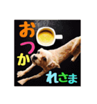 保護犬卒業生ぷんぷんちゃんの日常スタンプ（個別スタンプ：33）