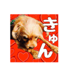 保護犬卒業生ぷんぷんちゃんの日常スタンプ（個別スタンプ：34）
