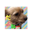 保護犬卒業生ぷんぷんちゃんの日常スタンプ（個別スタンプ：35）