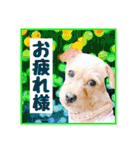 保護犬卒業生ぷんぷんちゃんの日常スタンプ（個別スタンプ：37）