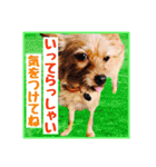 保護犬卒業生ぷんぷんちゃんの日常スタンプ（個別スタンプ：38）