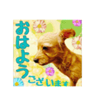 保護犬卒業生ぷんぷんちゃんの日常スタンプ（個別スタンプ：39）