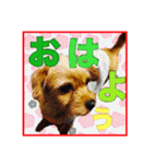 保護犬卒業生ぷんぷんちゃんの日常スタンプ（個別スタンプ：40）