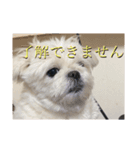 こーさんくろさん壱（個別スタンプ：2）