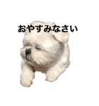 こーさんくろさん壱（個別スタンプ：4）