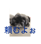 こーさんくろさん壱（個別スタンプ：6）