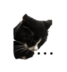 にゃんこオリジナル（個別スタンプ：1）