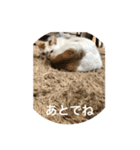 にゃんこオリジナル（個別スタンプ：3）
