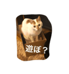 にゃんこオリジナル（個別スタンプ：5）