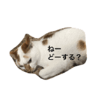 にゃんこオリジナル（個別スタンプ：6）