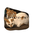 にゃんこオリジナル（個別スタンプ：8）