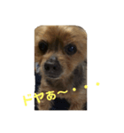 ぉチビの日常（個別スタンプ：6）