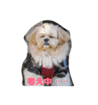 ましゅーミックス犬（個別スタンプ：3）