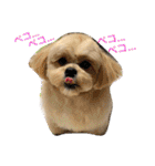 ましゅーミックス犬（個別スタンプ：4）