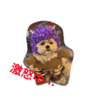 ましゅーミックス犬（個別スタンプ：5）