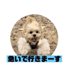 ましゅーミックス犬（個別スタンプ：6）