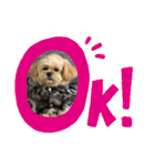 ましゅーミックス犬（個別スタンプ：8）