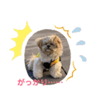 ましゅーミックス犬（個別スタンプ：9）