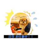 ましゅーミックス犬（個別スタンプ：10）