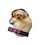 ましゅーミックス犬（個別スタンプ：11）