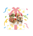 ましゅーミックス犬（個別スタンプ：12）