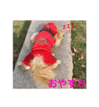 ましゅーミックス犬（個別スタンプ：13）