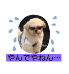 ましゅーミックス犬（個別スタンプ：14）