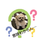 ましゅーミックス犬（個別スタンプ：16）