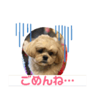 ましゅーミックス犬（個別スタンプ：17）