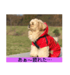 ましゅーミックス犬（個別スタンプ：18）