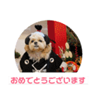 ましゅーミックス犬（個別スタンプ：22）