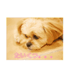 ましゅーミックス犬（個別スタンプ：23）