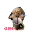 ましゅーミックス犬（個別スタンプ：24）