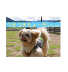 ましゅーミックス犬（個別スタンプ：26）