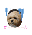 ましゅーミックス犬（個別スタンプ：27）