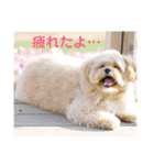 ましゅーミックス犬（個別スタンプ：28）