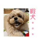 ましゅーミックス犬（個別スタンプ：29）