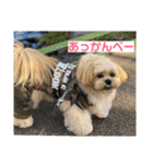 ましゅーミックス犬（個別スタンプ：30）