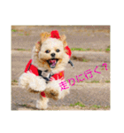 ましゅーミックス犬（個別スタンプ：31）