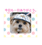 ましゅーミックス犬（個別スタンプ：32）