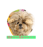 ましゅーミックス犬（個別スタンプ：33）