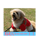 ましゅーミックス犬（個別スタンプ：34）
