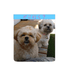 ましゅーミックス犬（個別スタンプ：37）