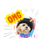 ましゅーミックス犬（個別スタンプ：40）