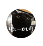 ぽん＆りん 連絡用（個別スタンプ：24）