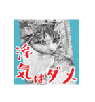 ネコねこダイナマイト！（個別スタンプ：1）