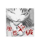 ネコねこダイナマイト！（個別スタンプ：7）